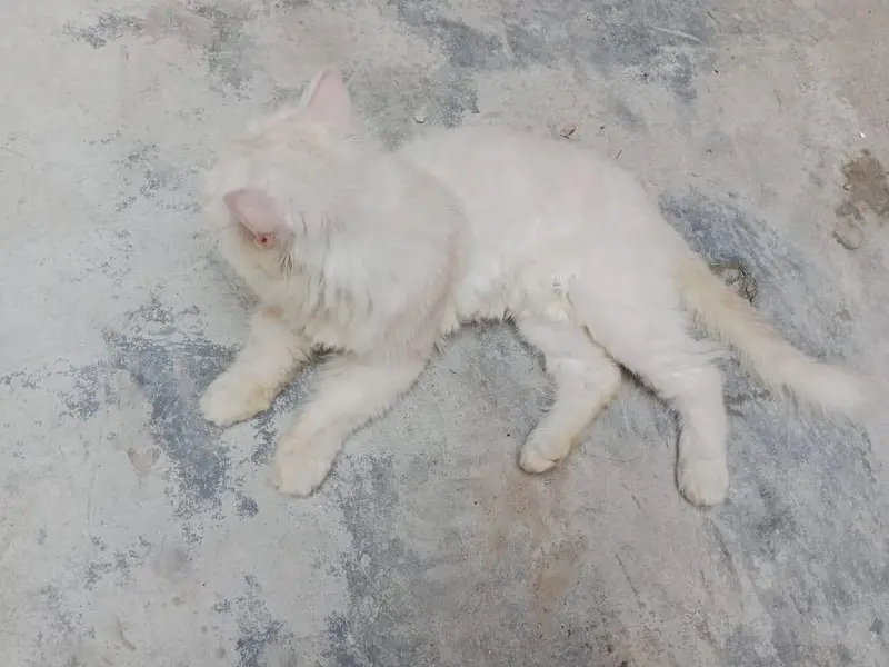 Persian cat for sale — photo 3