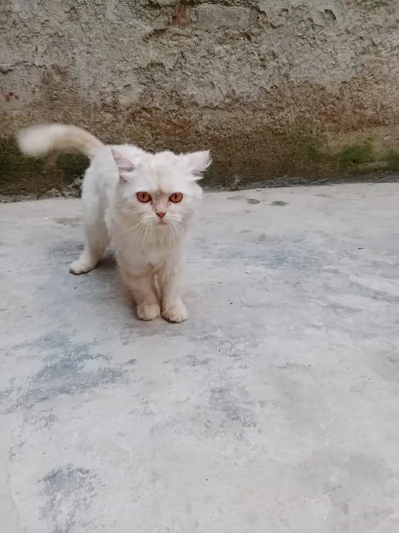 Persian cat for sale — photo 4