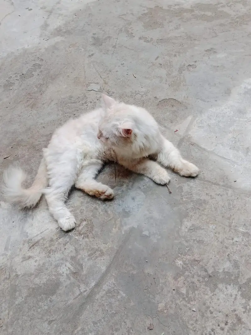 Persian cat for sale — photo 5