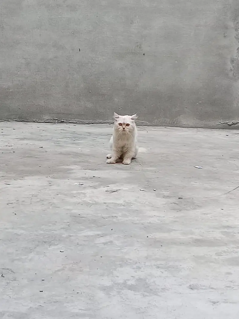 Persian cat for sale — photo 6