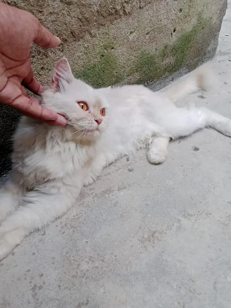 Persian cat for sale — photo 7