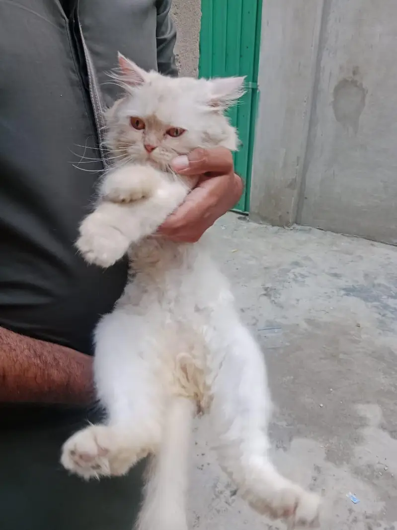 Persian cat for sale — photo 8