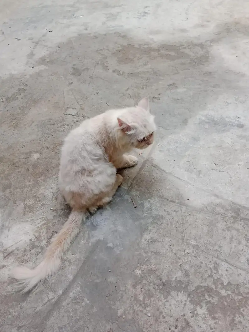 Persian cat for sale — photo 9