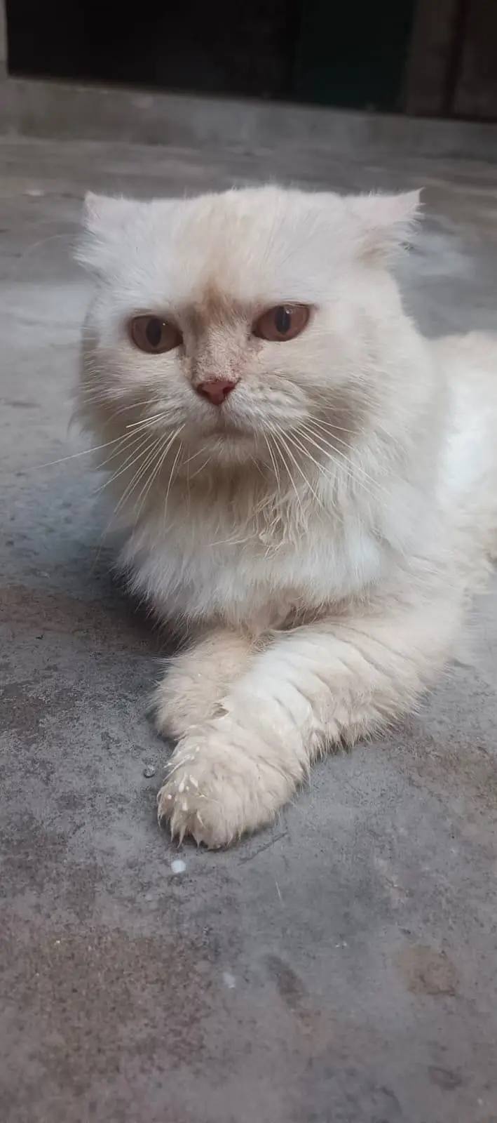 Persian cat for sale — photo 10