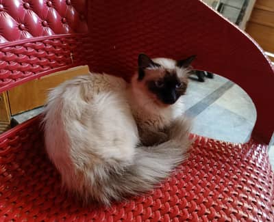 pure Persian long hair and blue and red eyes female cat