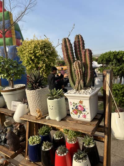 Cactus, Succulents & Haworthias