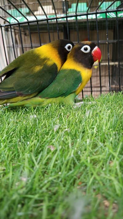 2 Breeder pair for sale