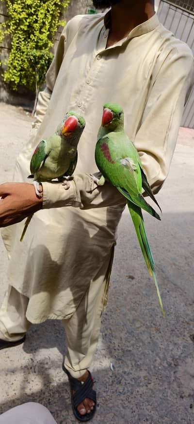 raw parrot jumbo size pair for sale