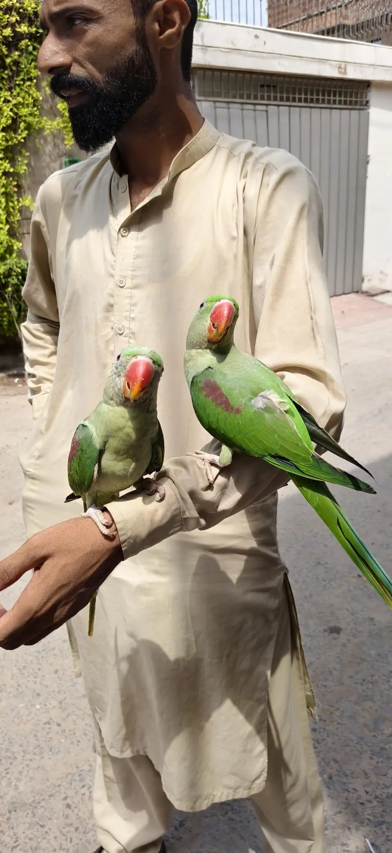 raw parrot jumbo size pair for sale — photo 2