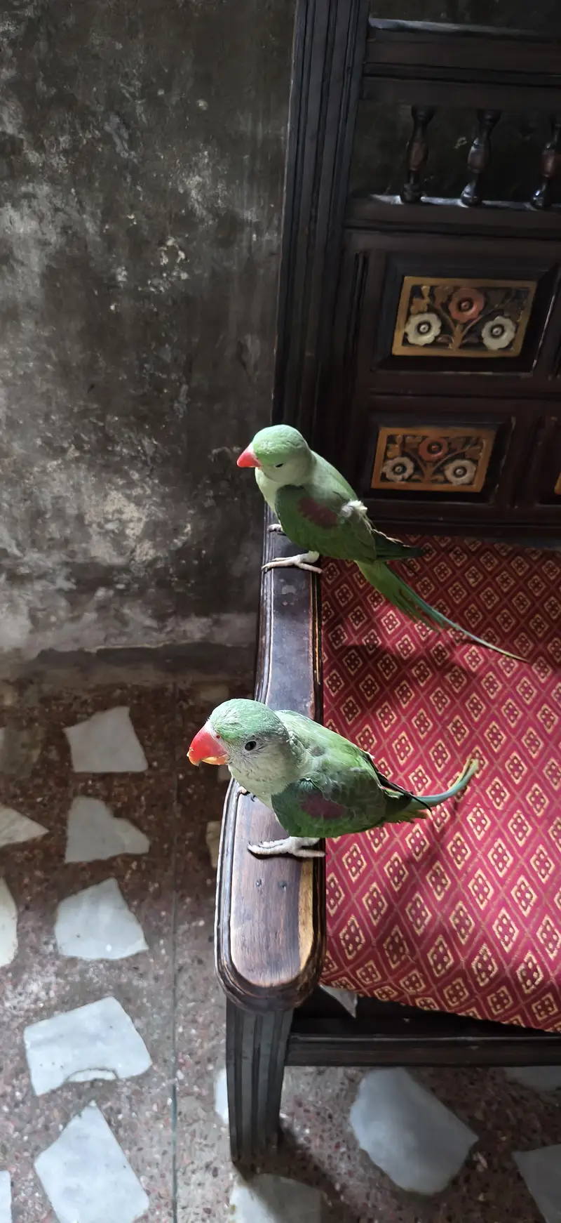 raw parrot jumbo size pair for sale — photo 3