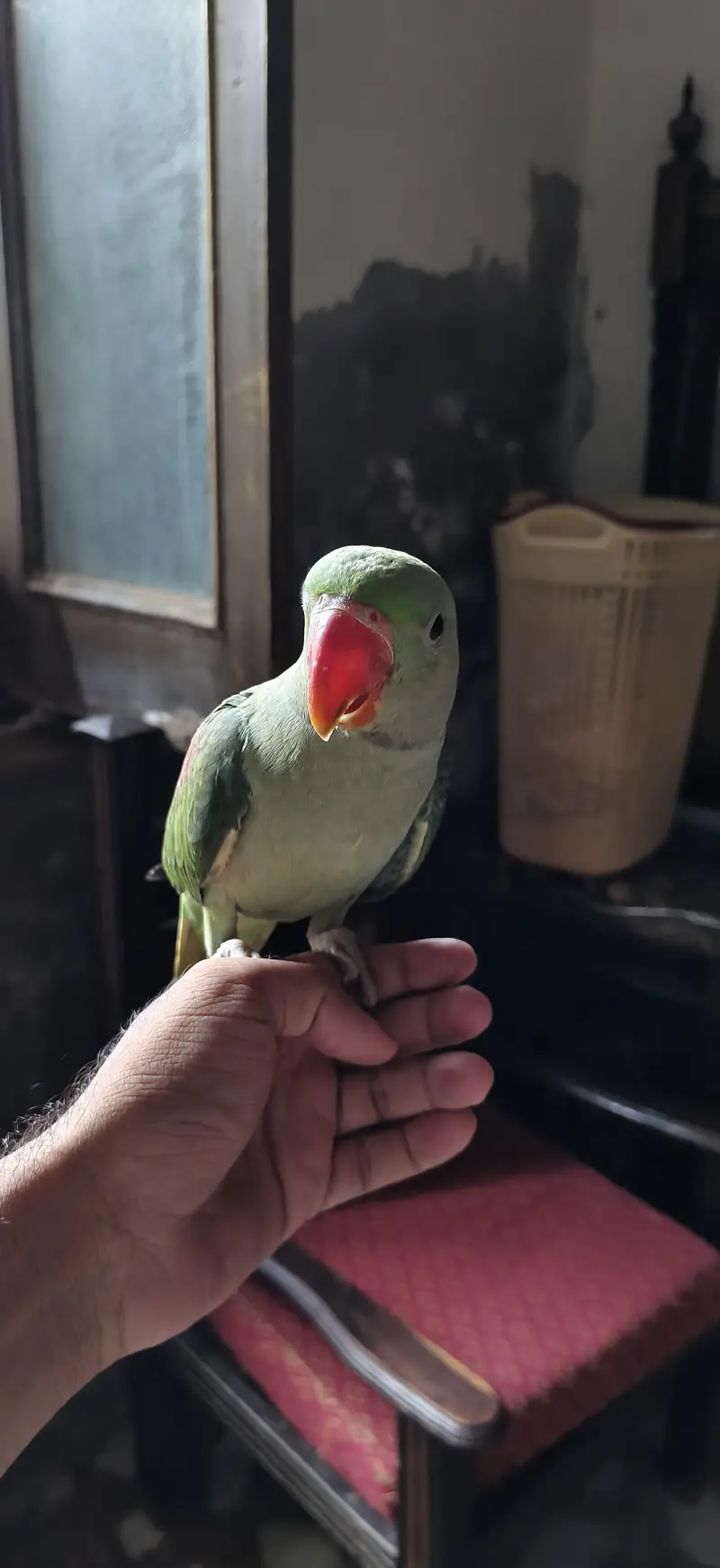 raw parrot jumbo size pair for sale — photo 4