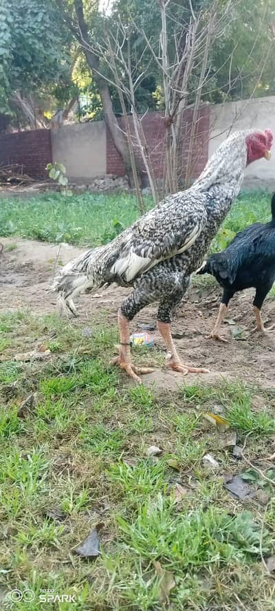 aseel jora for sale in Chishtian