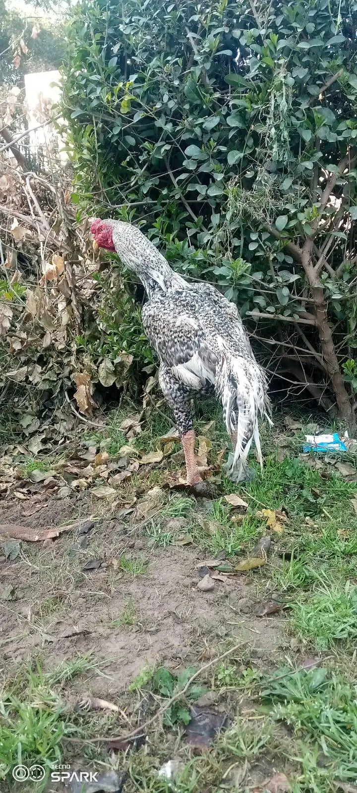 aseel jora for sale in Chishtian — photo 3