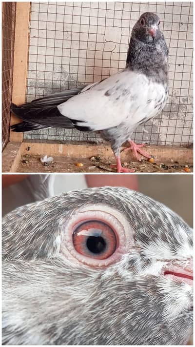 high flyer pigeon Whatsapp 03290705204