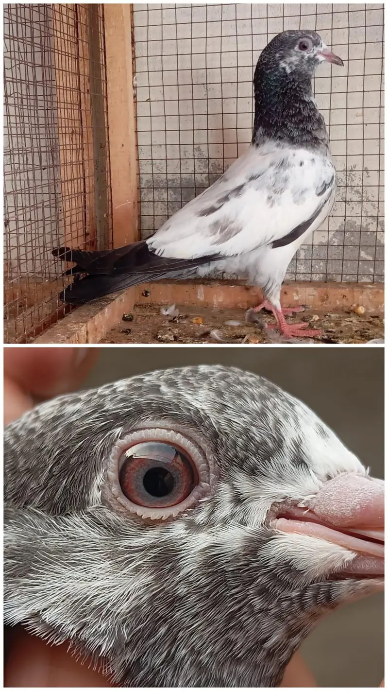 high flyer pigeon Whatsapp 03290705204 — photo 3