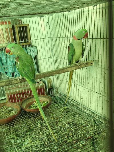 Green Parrots Raw final 48k only serious buyer plz