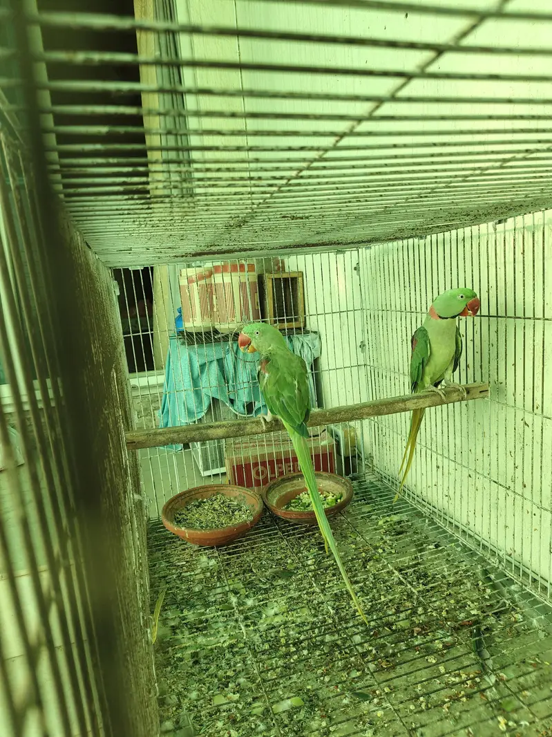 Green Parrots Raw final 48k only serious buyer plz — photo 2