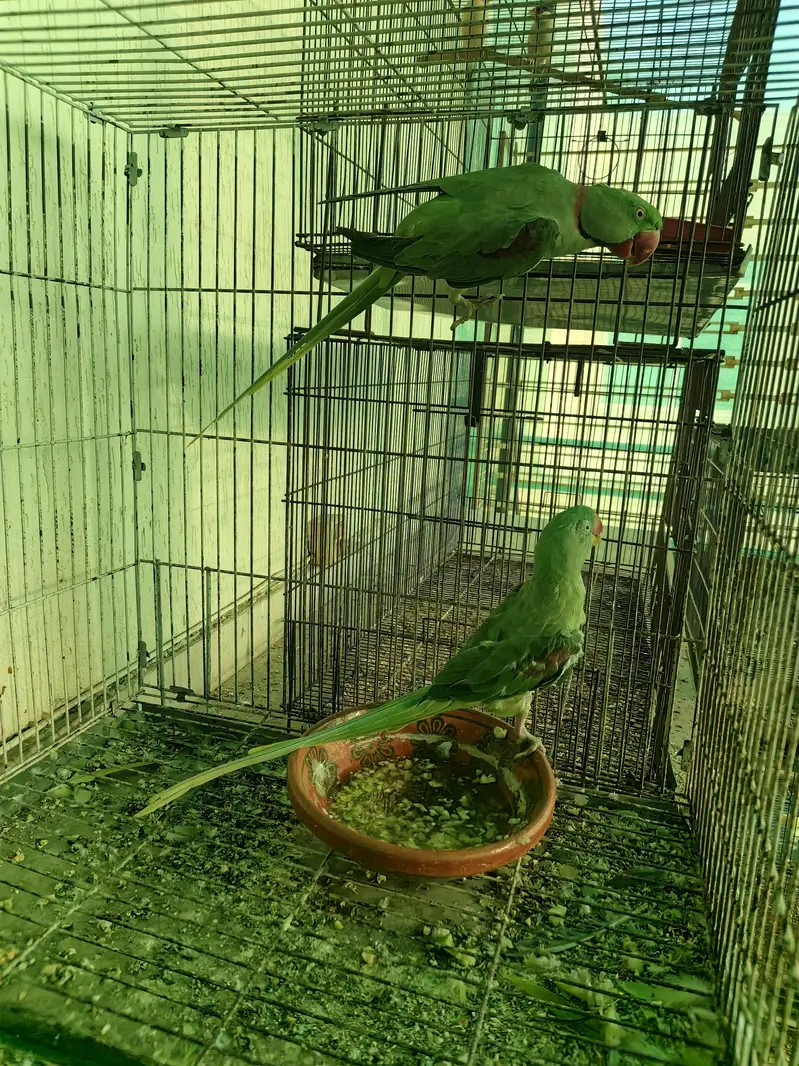 Green Parrots Raw final 48k only serious buyer plz — photo 3
