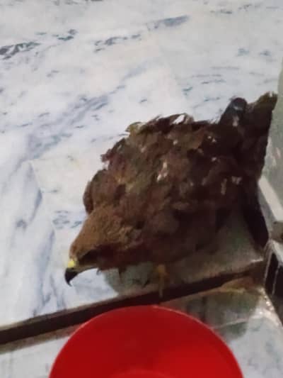 shaeen birds