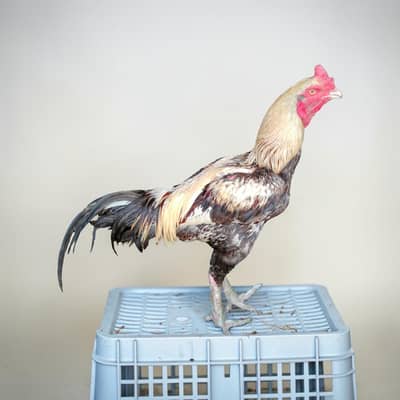 Sindhi breeder aseel rooster