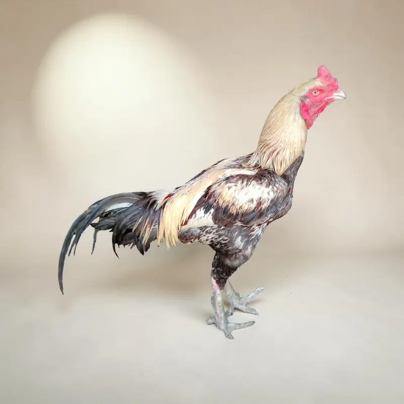 Sindhi breeder aseel rooster — photo 2