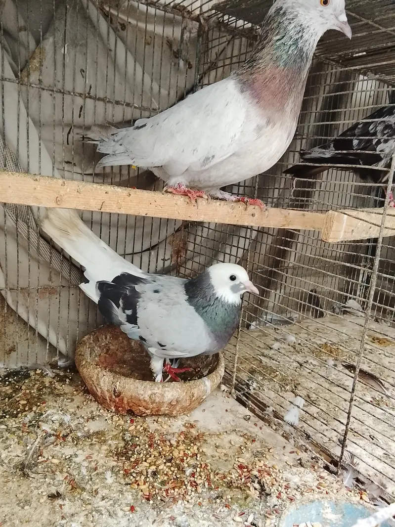 kabli — photo 2