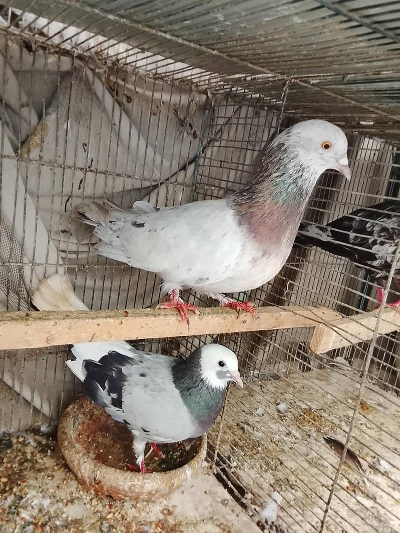 kabli 2