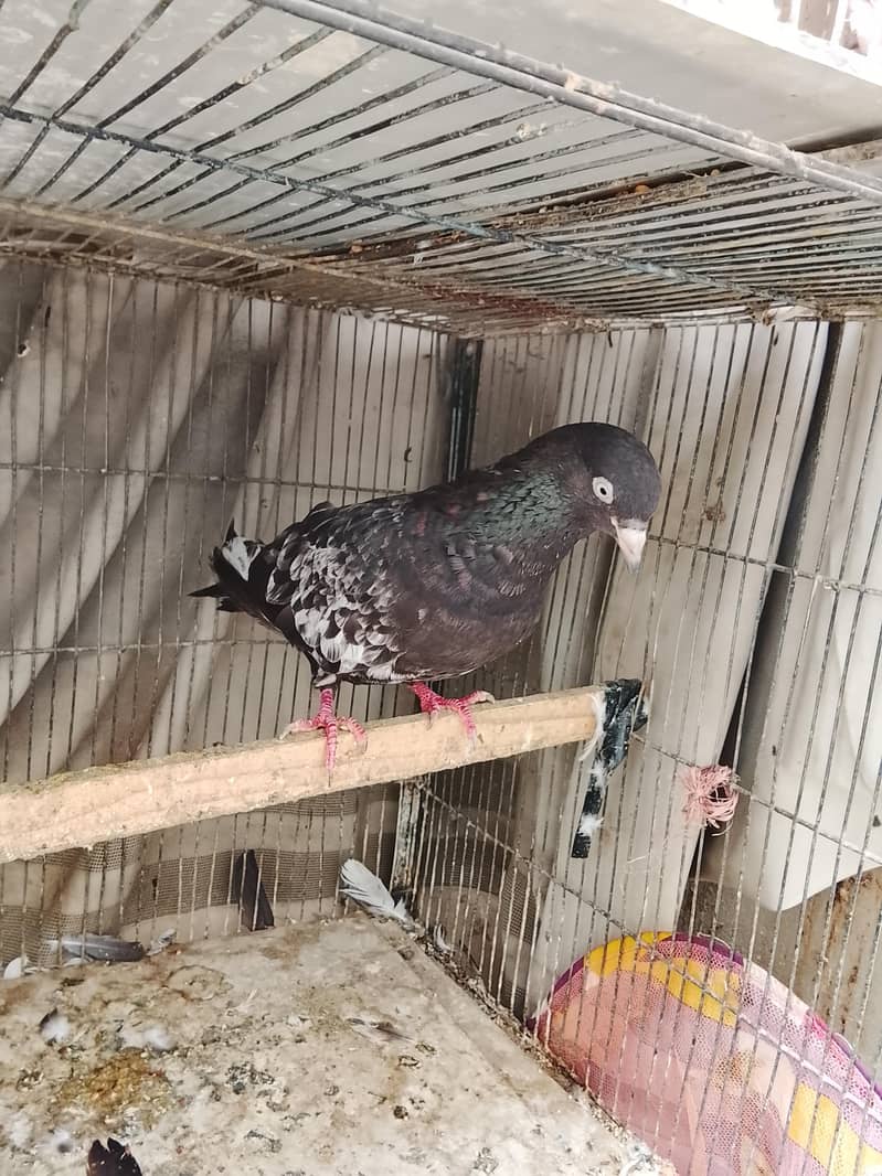kabli 6