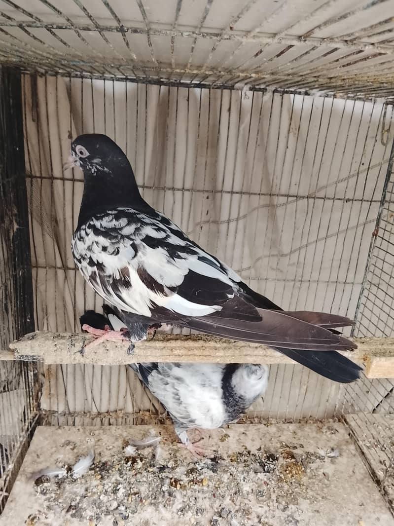 kabli 7