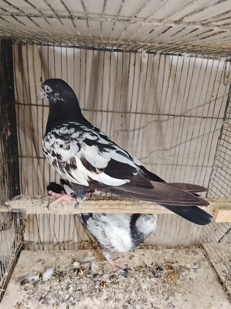 kabli — photo 8