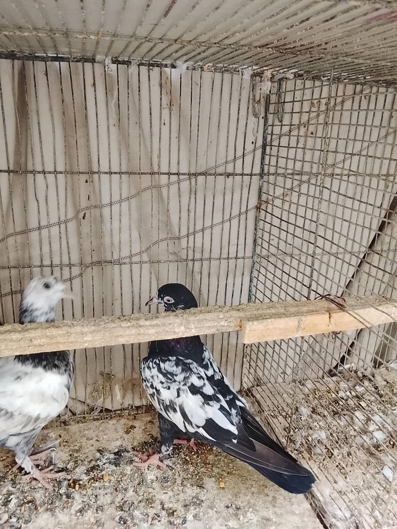 kabli 8