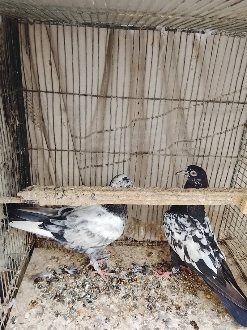 kabli 9