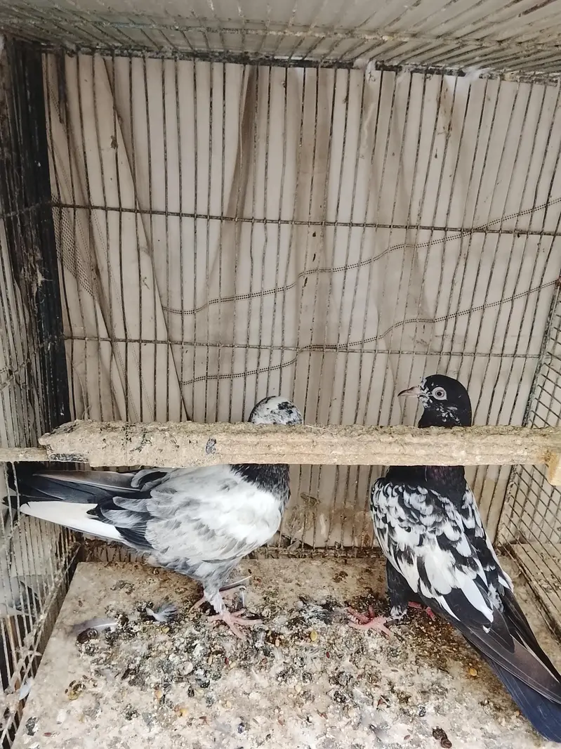 kabli — photo 10