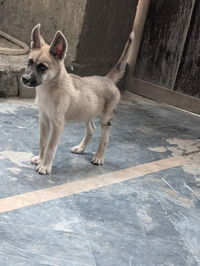 German and husky cross