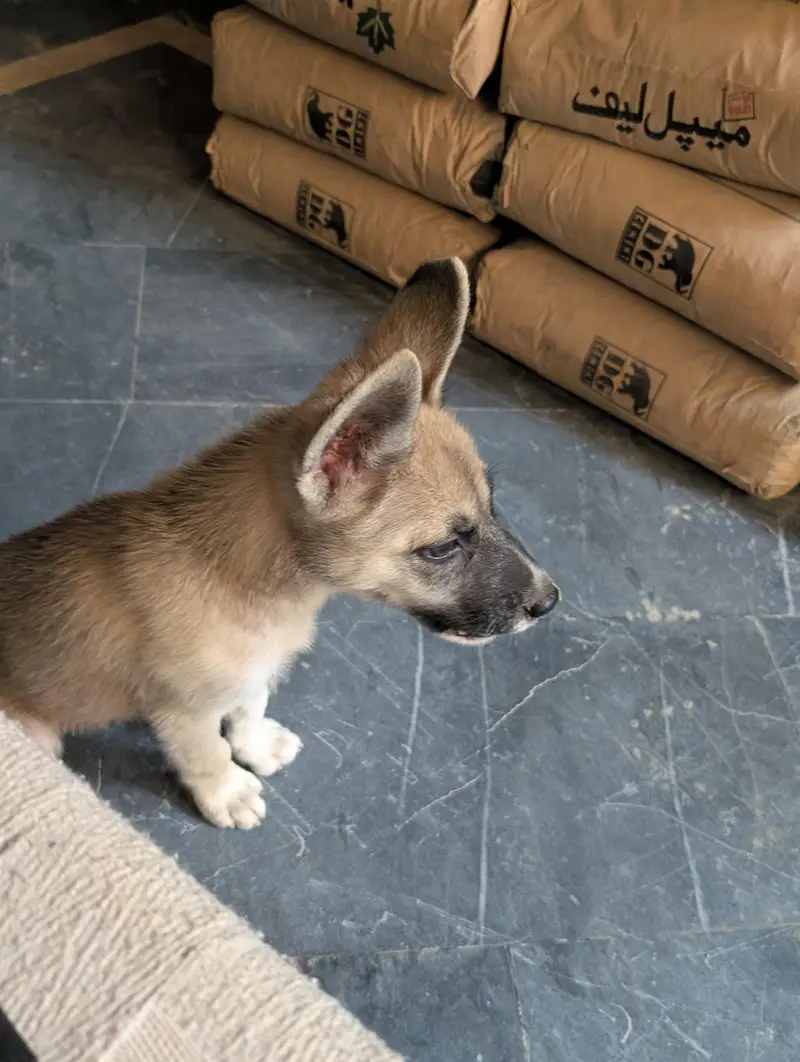 German and husky cross — photo 2