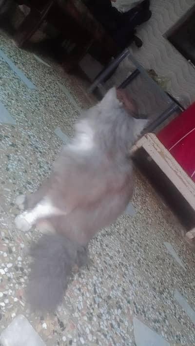Persion male kitten