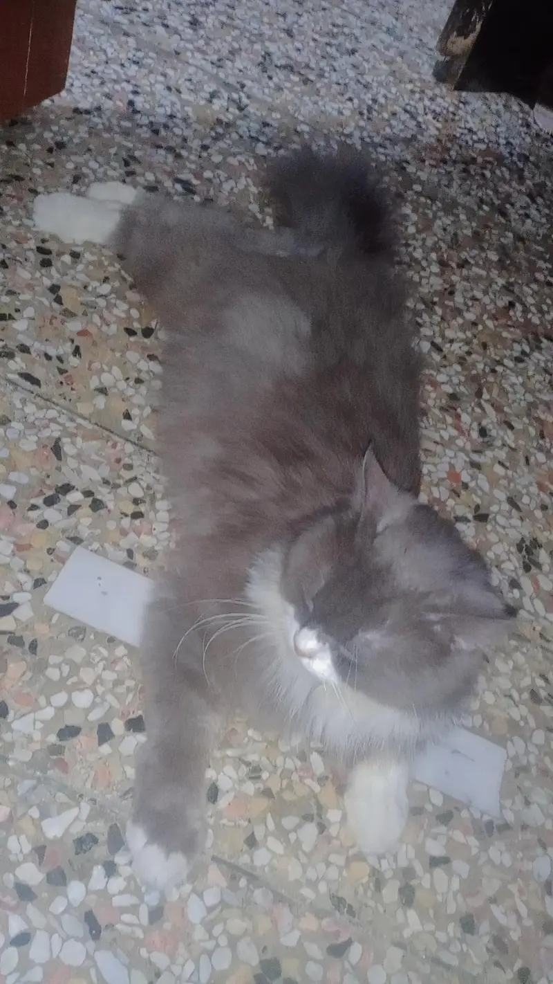 Persion male kitten — photo 3
