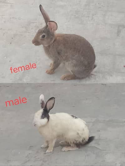 breeder pair rabbit 03224186572