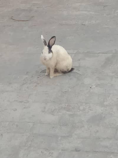 breeder male rabbit 03224186572