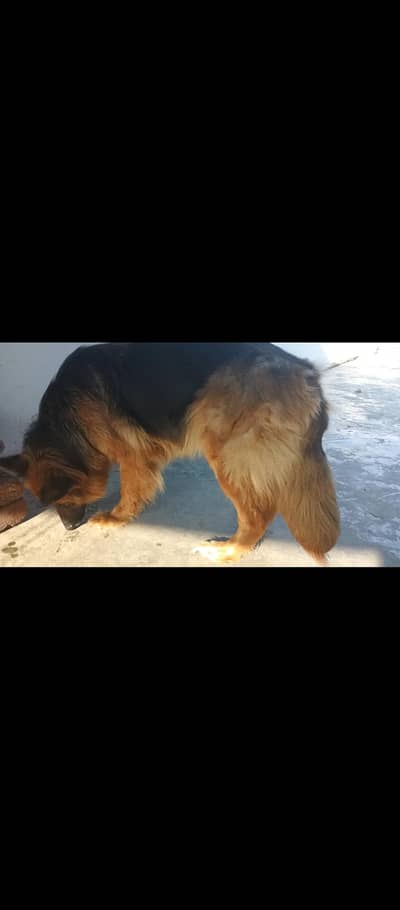 German shepherd Female/Garman Shepard/GSD/GSD Puppies