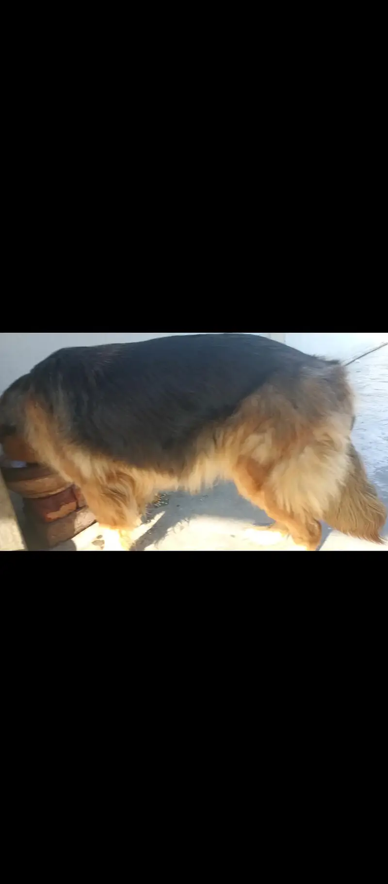 German shepherd Female/Garman Shepard/GSD/GSD Puppies — photo 2