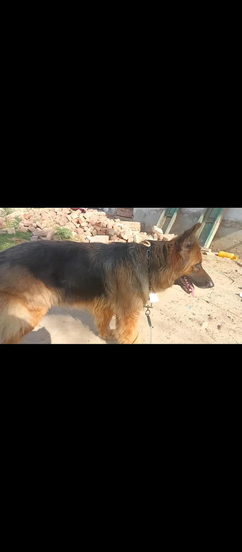 German shepherd Female/Garman Shepard/GSD/GSD Puppies — photo 3