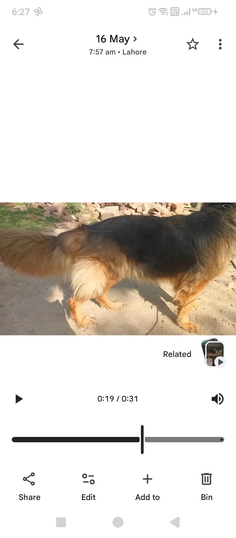 German shepherd Female/Garman Shepard/GSD/GSD Puppies — photo 4