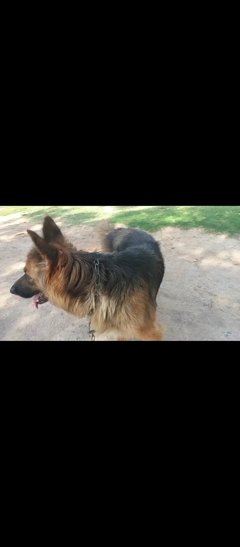 German shepherd Female/Garman Shepard/GSD/GSD Puppies — photo 5