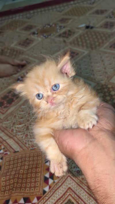 Kitten