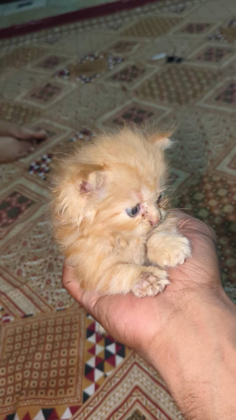 Kitten 1