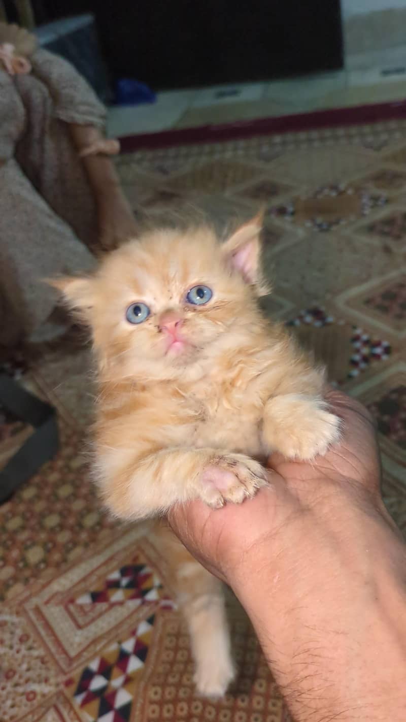 Kitten 2