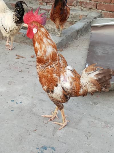 Two Pure Desi Hens (Male).  6000.03217535589