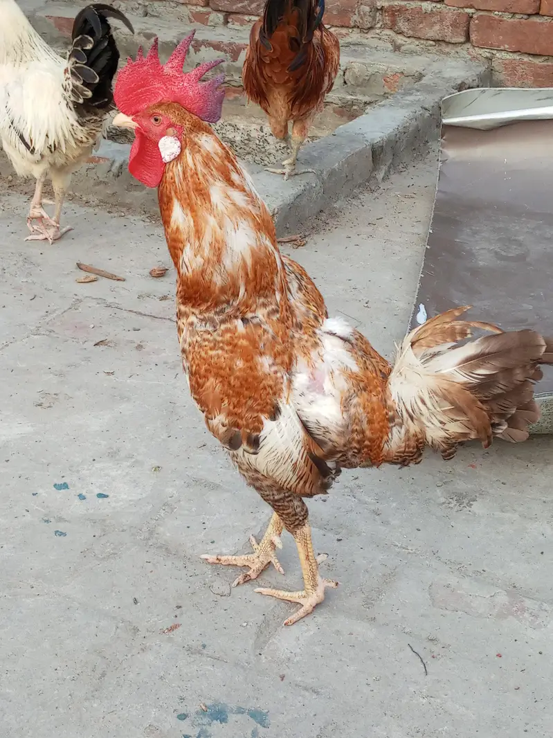 Two Pure Desi Hens (Male).  6000.03217535589