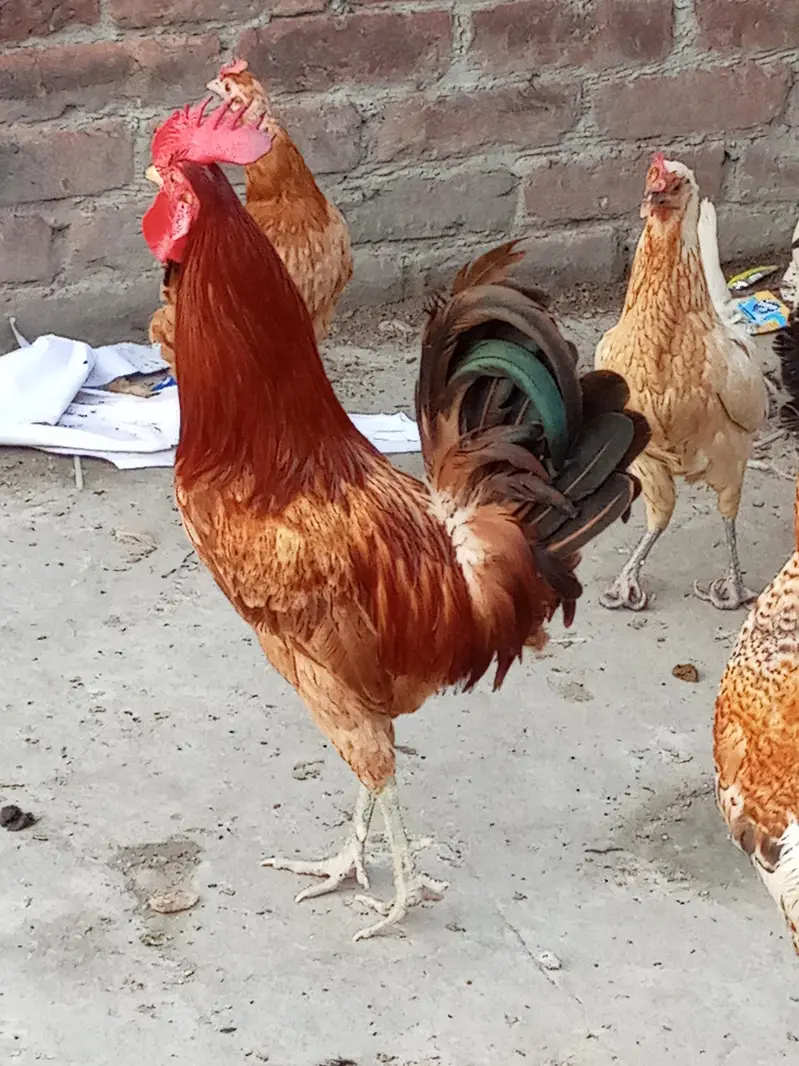 Two Pure Desi Hens (Male).  6000.03217535589 — photo 2